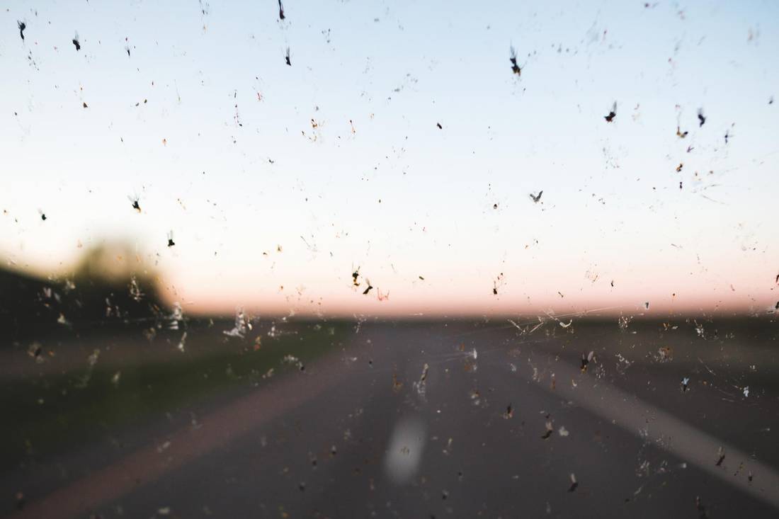 insects bugs midges in the car